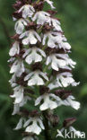 Lady Orchid (Orchis purpurea)