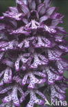 Lady Orchid (Orchis purpurea)