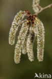 Ratelpopulier (Populus tremula)