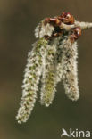 Ratelpopulier (Populus tremula)