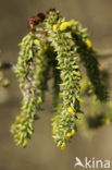 Ratelpopulier (Populus tremula)