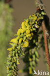 Ratelpopulier (Populus tremula)