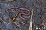 Regenworm (Dendrobaena rubida)