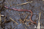 Regenworm (Dendrobaena rubida)