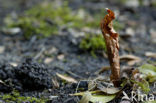 Earthworm (Dendrobaena rubida)
