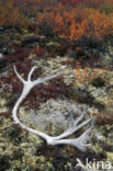 Reindeer