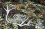Reindeer