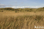 Common Reed (Phragmites australis)