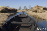 Riet (Phragmites australis)