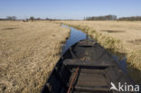 Riet (Phragmites australis)