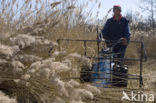 Riet (Phragmites australis)