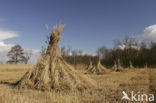 Riet (Phragmites australis)