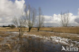 Riet (Phragmites australis)