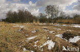 Riet (Phragmites australis)