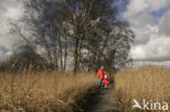 Common Reed (Phragmites australis)