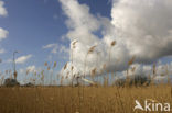 Riet (Phragmites australis)