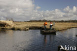 Riet (Phragmites australis)