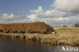 Riet (Phragmites australis)