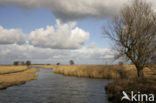 Riet (Phragmites australis)