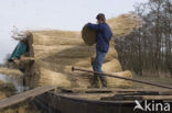 Riet (Phragmites australis)