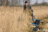 Riet (Phragmites australis)