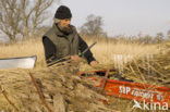 Riet (Phragmites australis)