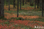 Bog Bilberry (Vaccinium uliginosum)