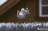 Ringsnavelmeeuw (Larus delawarensis)