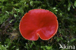 Rode kelkzwam (Sarcoscypha coccinea)