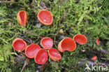 Rode kelkzwam (Sarcoscypha coccinea)