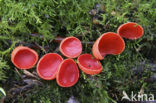 Rode kelkzwam (Sarcoscypha coccinea)