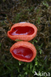 Rode kelkzwam (Sarcoscypha coccinea)