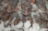 Tub Gurnard (Trigla lucerna)