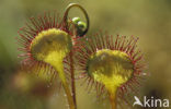 Round-leaved Sundew (Drosera rotundifolia)