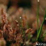 Round-leaved Sundew (Drosera rotundifolia)