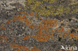 crenulate orange lichen (Caloplaca crenularia)