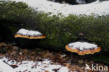 Red Banded Polypore (Fomitopsis pinicola)