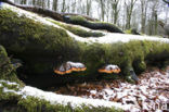 Red Banded Polypore (Fomitopsis pinicola)