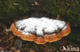 Red Banded Polypore (Fomitopsis pinicola)