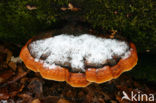 Red Banded Polypore (Fomitopsis pinicola)