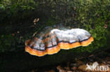 Red Banded Polypore (Fomitopsis pinicola)