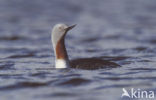 Red-throated Loon