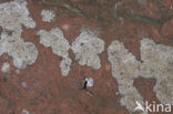 Opegrapha gyrocarpa