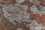 Opegrapha gyrocarpa