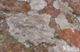Opegrapha gyrocarpa