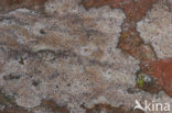 Opegrapha gyrocarpa