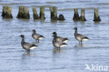 Rotgans (Branta bernicla)