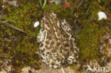 Rugstreeppad (Bufo calamita