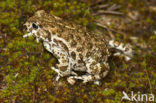 Rugstreeppad (Bufo calamita