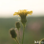 Ruige leeuwentand (Leontodon hispidus) 